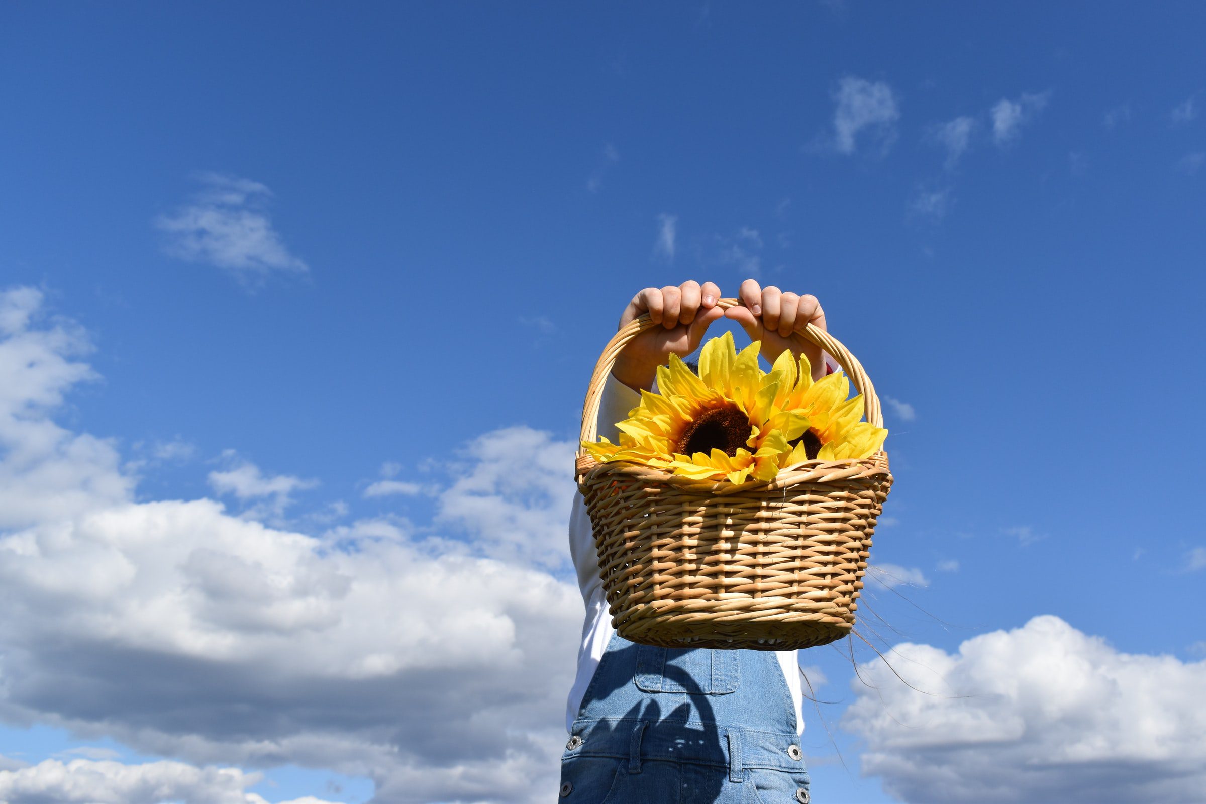Person holding basket of Sunflowers